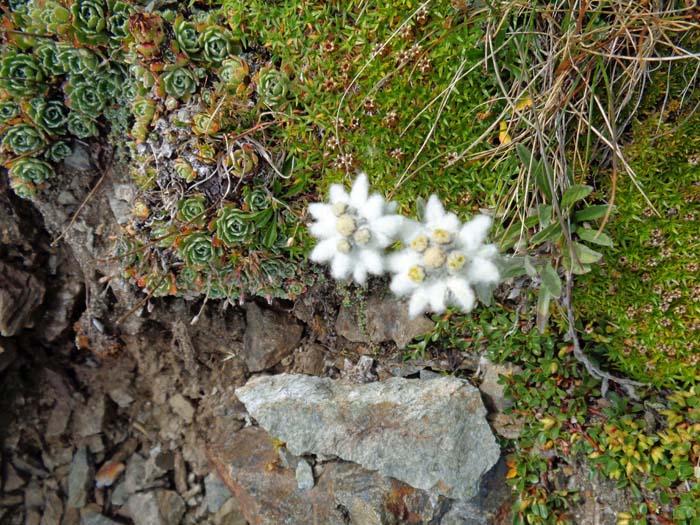 ... mit botanischen Überraschungen