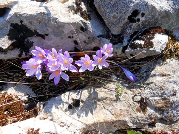 Blumenpracht an der letzten Steilstufe