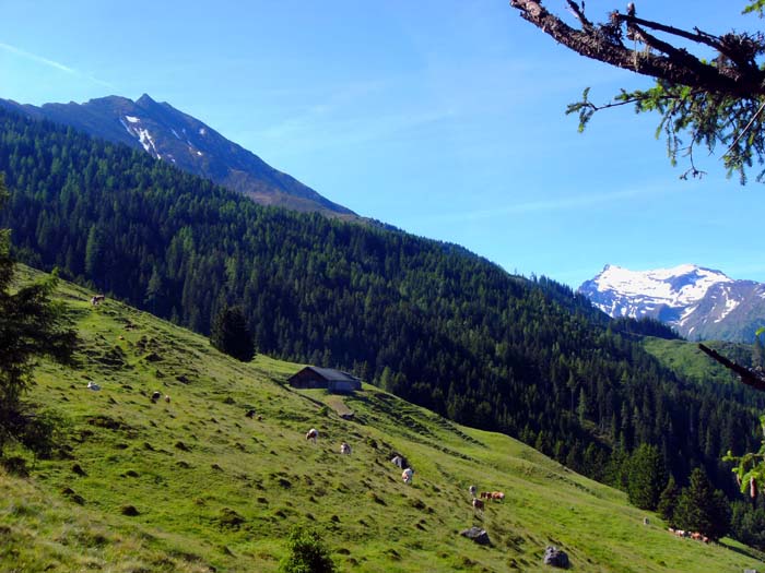 der Zwölferkogel über den weiten Almflächen, die hier lückenlos von der Kammhöhe bis hinunter in den Grund des Felbertales ziehen und daher im Winter eine genussvolle Schiabfahrt bieten