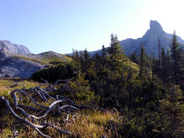 am Reidelsteinriedel, Blick gegen O (Hchschwab und Festlbeilsteine)