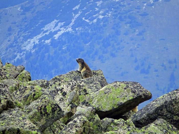 wachsame Murmeltiere - eines hat sich schon versteckt