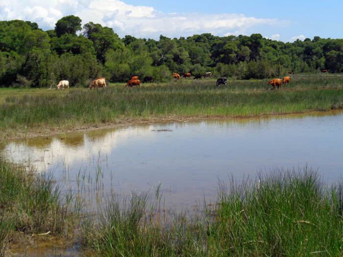 am nordwestlichen Zipfel des Peloponnes, im Strofiliá-Küstenwald: diese Kühe im scheinbar tropischen Sumpfgebiet weiden nur wenige Hundert Meter entfernt ...