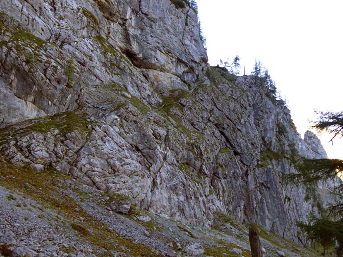 ... diagonal durch den Nordwandvorbau hinaus auf eine mit Bäumen und Latschen bewachsene Schulter