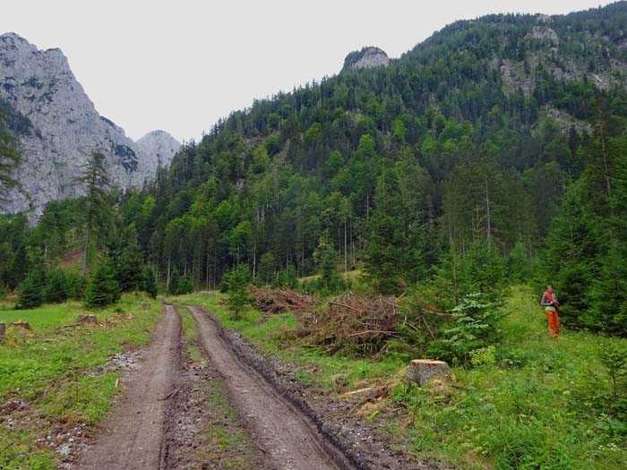 ... verlässt man den Ziehweg an dieser Stelle nach rechts und findet den Beginn des Steigs hinter den Bäumen