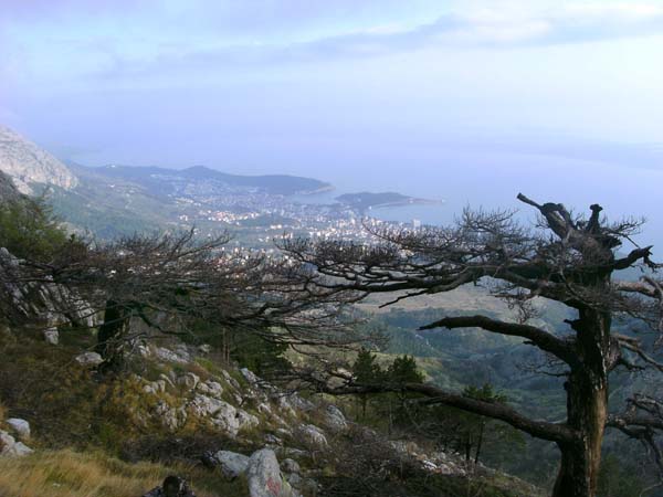 ... nach Miletin bor (Blick auf Makarska) ...