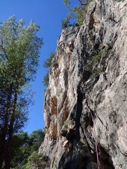 ein steiler Pfad führt hinauf  zum Sektor C (Jugoistok), wo uns eine Überraschung erwartet: Links der alten Routen ist am Wandfuß auf 40 m Länge ein breiter Streifen gerodet, 13 brandneue Touren sind hier eingebohrt; Ulli in Mon amour 5c