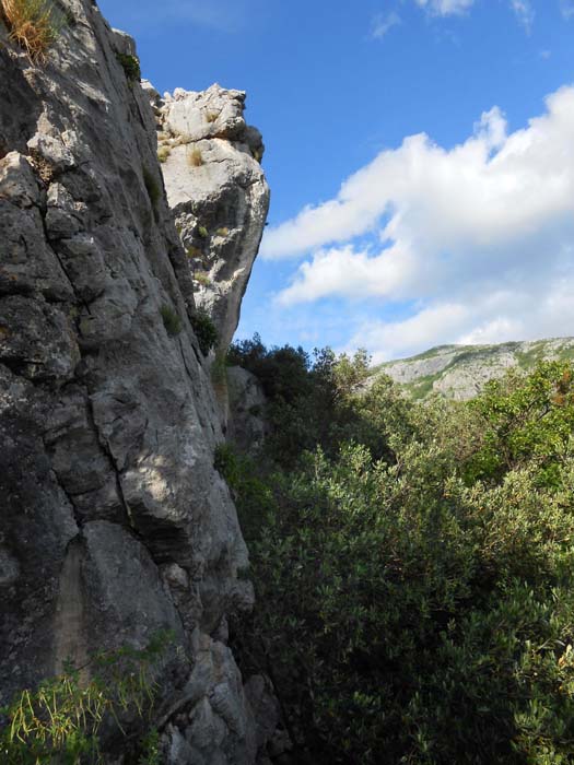 mittlerweile hat dichtes, meterhohes Gestrüpp die Einstiege okkupiert - ein Klettergarten im Dornröschenschlaf