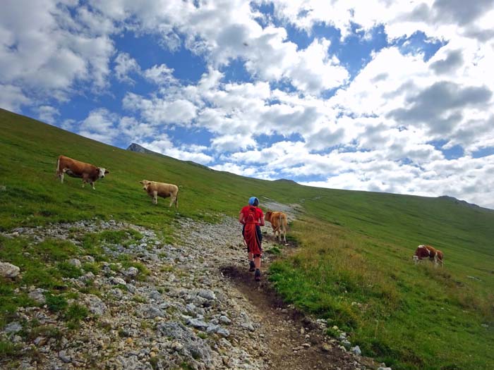 auf breitem Wanderweg geht's anschließend übers Wildfeld ...