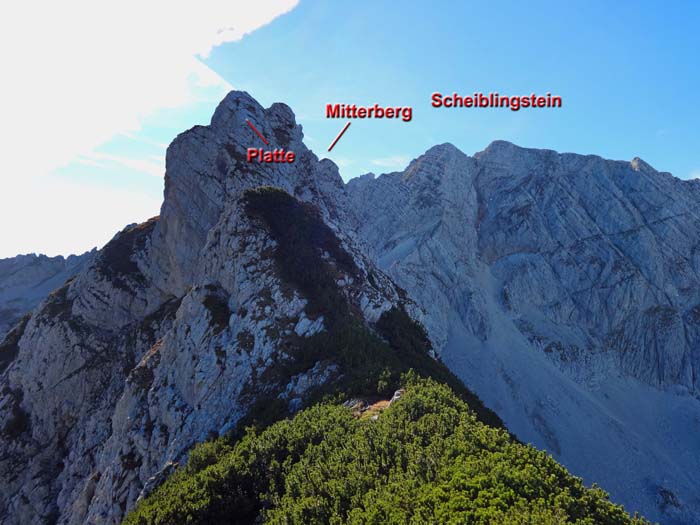 auf der langen Traverse zu den Zwillingen ist nicht mehr ausgeschnitten, die Latschen aber (noch) relativ jung; die nächsten Bohrhaken gibt's an der Platte, der Gipfel schiebt sich noch immer nicht prominent ins Bild