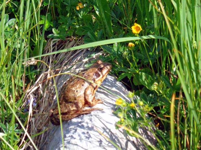 unglaublicher Artenreichtum in Flora und Fauna