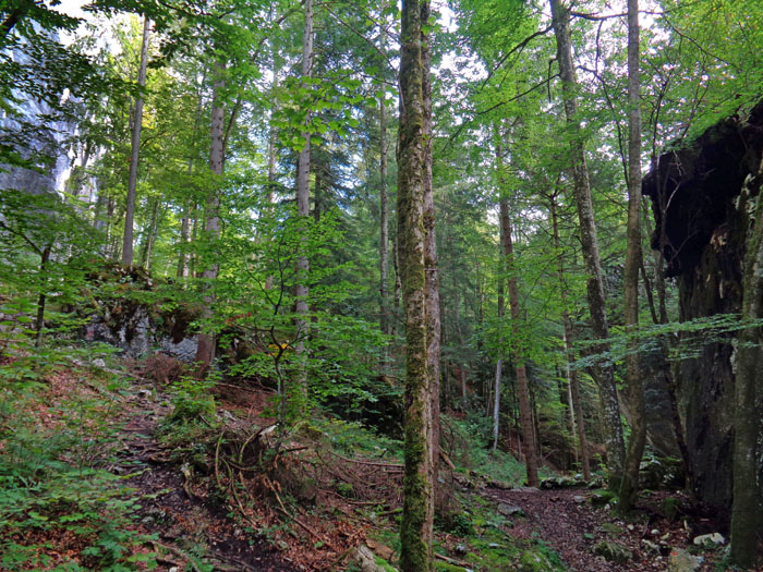 wir folgen dem markierten Wanderweg am Wandfuß entlang nach Osten bis hinauf zu einem Gewirr von riesigen Felstrümmern, den Steinklüften, welche man auch direkt vom Ghf. Mühlradl erreichen kann