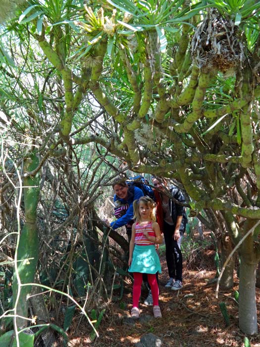 der kurze Zustieg zu den Routen kann sich aber ganz schön zieren; am einfachsten erreicht man die Felsen etwas weiter oben im Bereich Sin ley, falls zu den unteren Routen nicht ausgeschnitten sein sollte