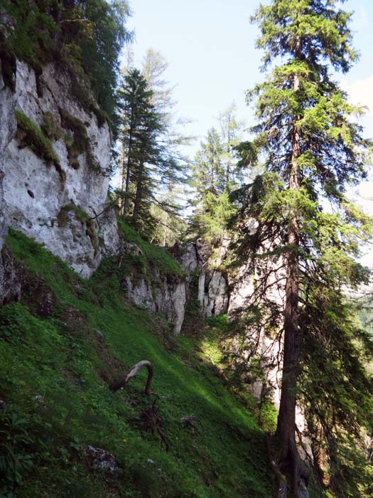 der kleine Sattel am Nordwesteck des Thürnerwandfußsteiges ist entscheidend für das Auffinden der Edelweißrouten