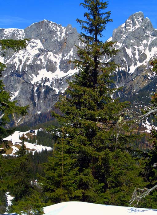 durch die Bäume erspähen wir die Treffneralm mit der Mödlinger Hütte