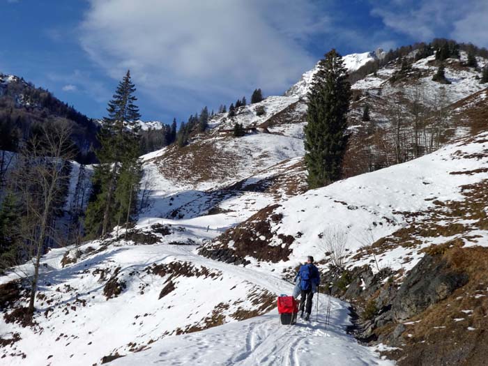 auf der Forststraße unterhalb der Hackeralm; hinter dem rechten Baum die Maukspitze