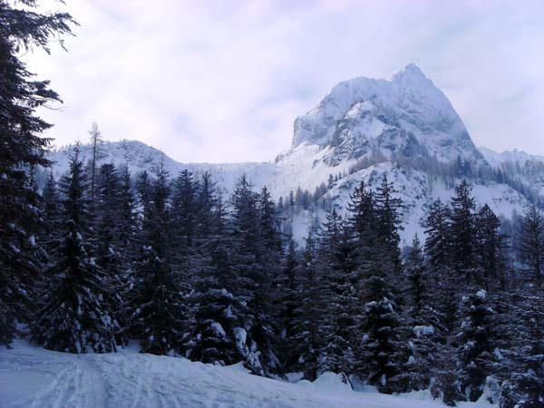 Aufstieg durch den Schoberwald nach SSW (Großer Traunstein); die Gsenghöhe links außerhalb des Bildrandes