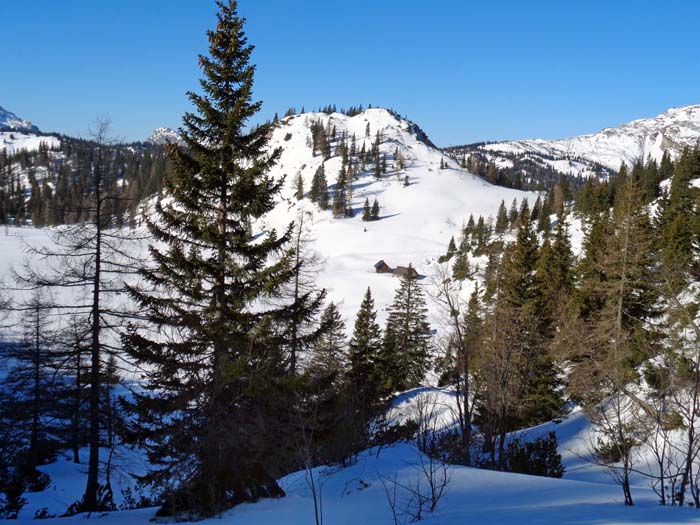 wir tauchen jetzt in den tiefer gelegenen und daher bewaldeten Westteil der Hochfläche ein: die Sackwiesenalm liegt schon unter 1500 m Seehöhe