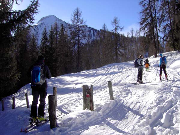 oben wird das Gelände flacher - Blick auf unseren Gipfel -,  und der Wald ...