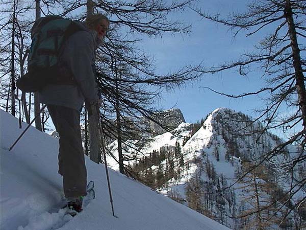 die letzten paar Schritte auf den gerade noch bewaldeten Glatzkogel, mit dem wir die Hochfläche erreichen; Blick gegen WSW (Punkt 1597 und Langwand)