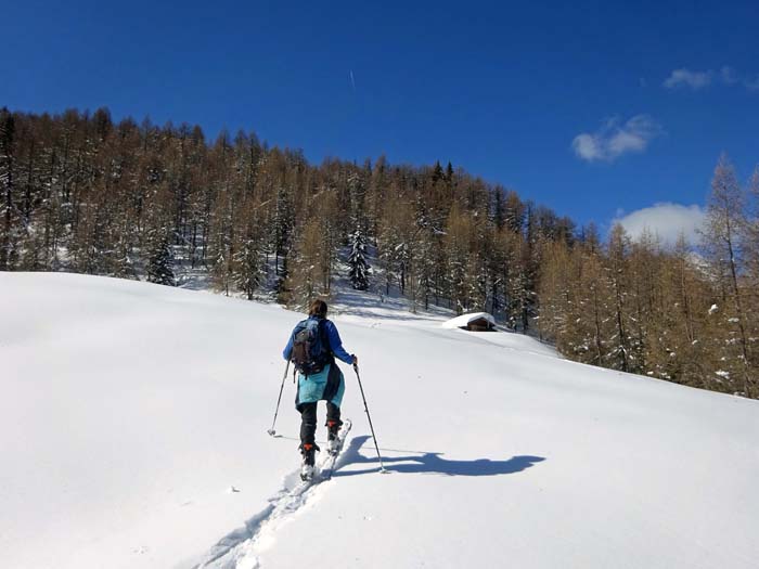 knapp unterhalb der 2000er-Grenze die große Lichtung mit Hütte am beginnenden Nordkamm; nur mehr ein schmaler Waldstreifen trennt uns ...