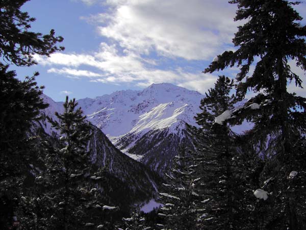 Blick aus dem Hochwald über der Alm nach S auf die Litzerspitze, einem weiteren begehrten Schiberg im Matscher Tal