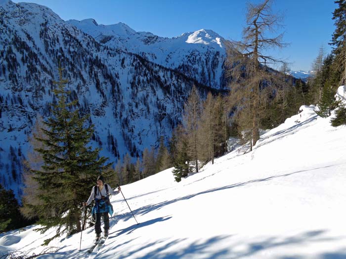 je nach Gipfelziel verlässt man die Forststraße nach etwa 3 km und gewinnt durch steilen Wald an Höhe; im Hintergrund Gröllerkopf (besonnt) und Zellinkopf (s. Archiv Bergsteigen)