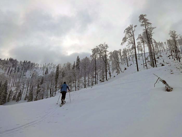 Aufstieg in der Nordflanke des Gr. Sulzberg; lichte Wälder und Schläge, auch von der Dimension her vergleichbar etwa mit dem Schafkogel (Hochsur) in den Haller Mauern (Hengstpass)