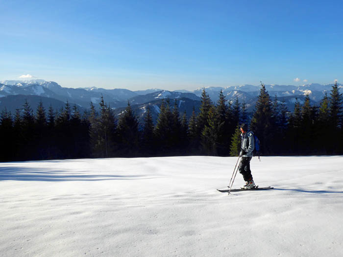 durch ein dichtes Waldstück erreichen wir den Hauptgipfel der Bichleralpe mit freier Sicht nach Süden; links hinten Hohe Veitsch, rechts Hochschwab