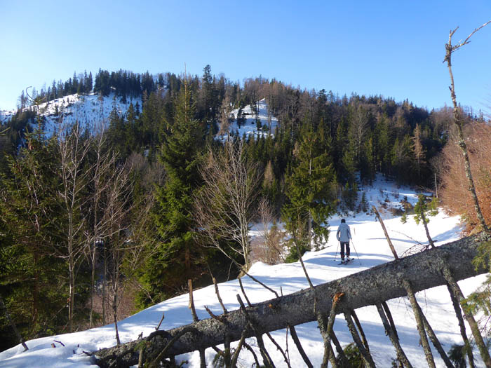 jenseits des Schindelkogel gelangen wir über ein kurzes Stück Forststraße an den Aufbau des dreigipfeligen Sonneck